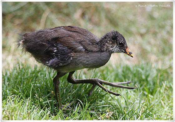 Gallinule poule-d'eau juvénile - Gallinula chloropus - Common Moorhen