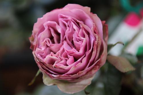 Au jardin