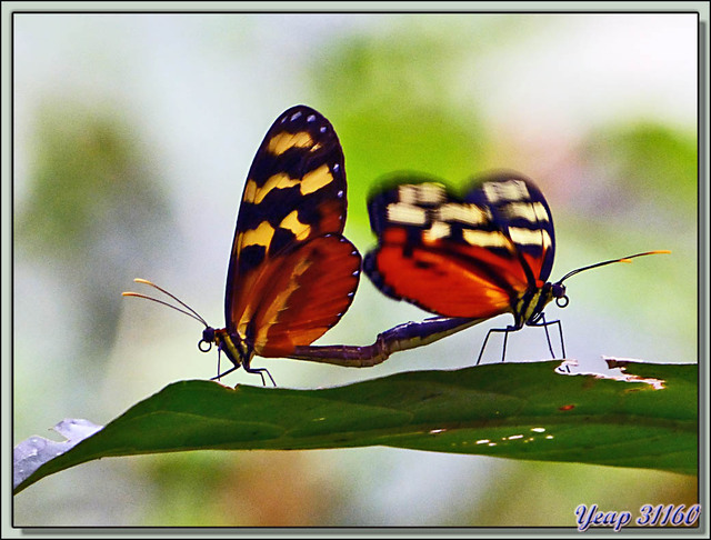 Blog de images-du-pays-des-ours : Images du Pays des Ours (et d'ailleurs ...), Papillons Héliconius in copula (Mechanitis polymnia isthmia) - Puerto Viejo de Sarapiqui, Costa Rica