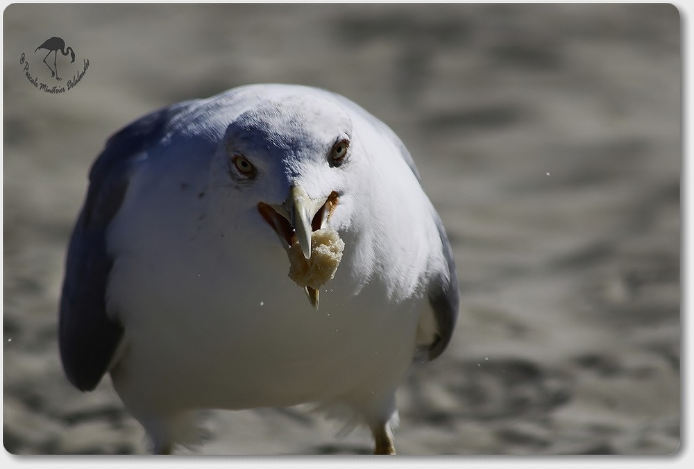 Portrait de Goéland Leucophée bien gourmand !