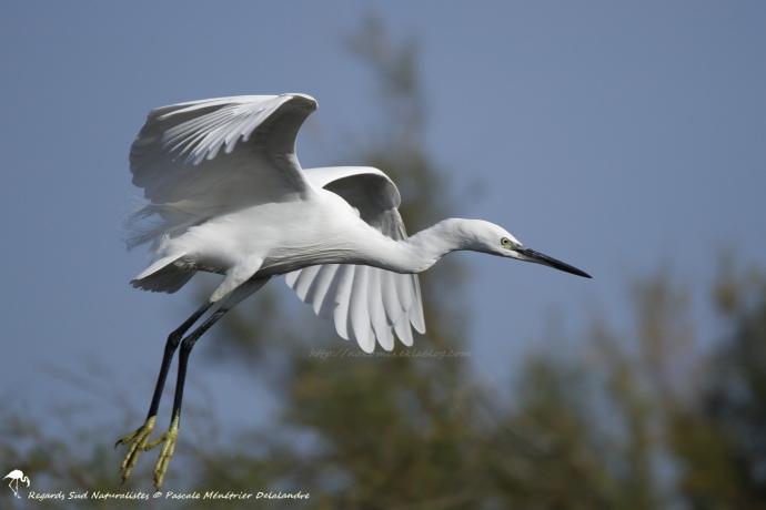 Aigrette garzette