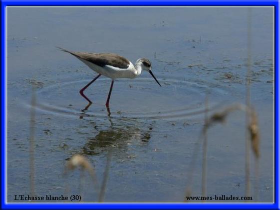 ╰⊱♥⊱╮ღ꧁   Département  30   ꧂ღ╭⊱♥≺