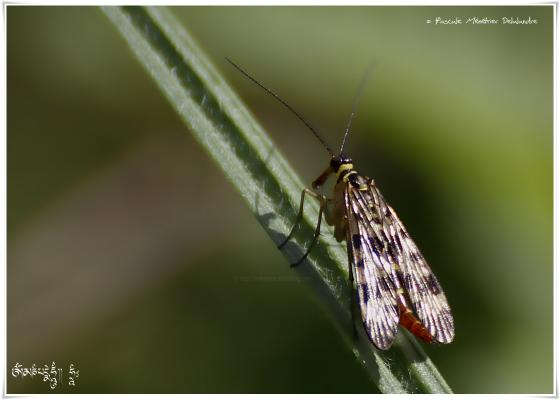 Panorpes ou mouche scorpion - Panorpa cognata  ♀