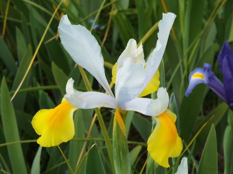 Beauté de l' IRIS ...