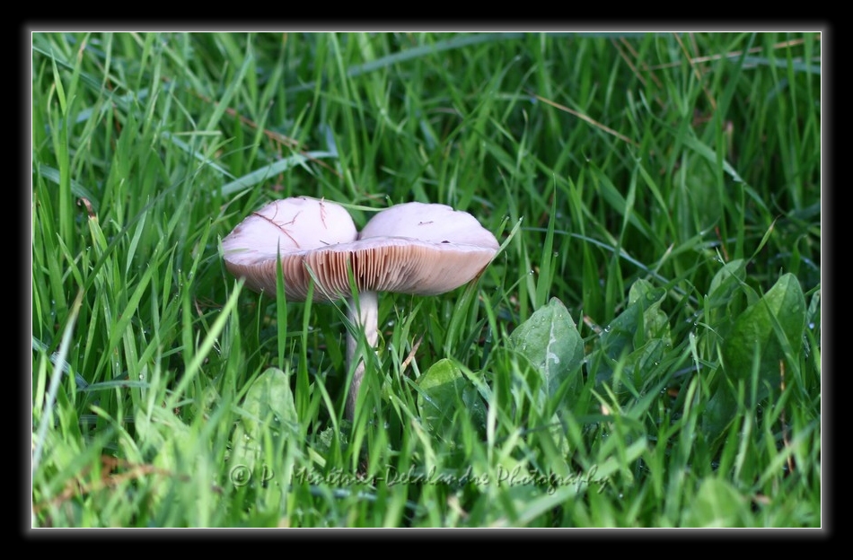 Champignon...