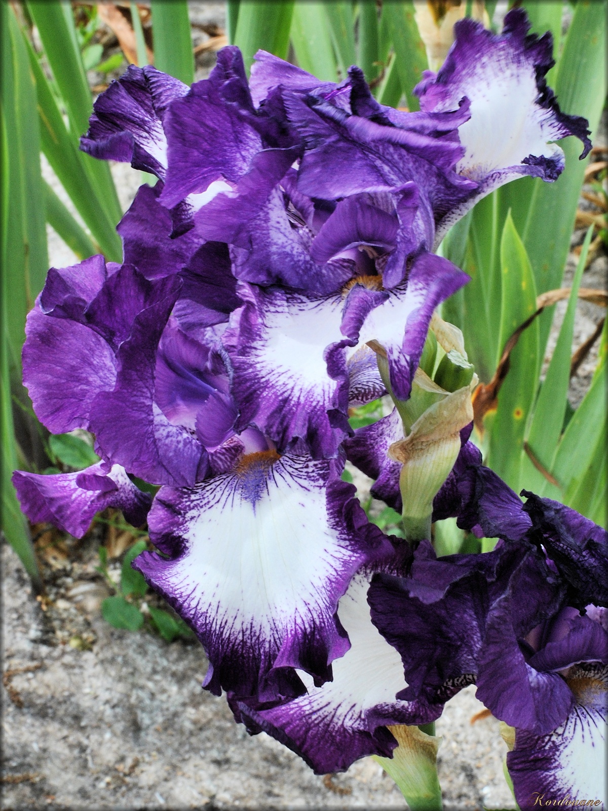 Photo de fleur d'iris violet et blanc - Les photos de Kordouane