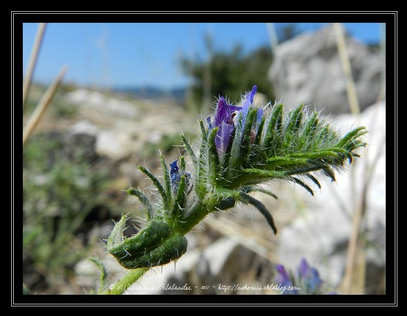 Monde fleuri...