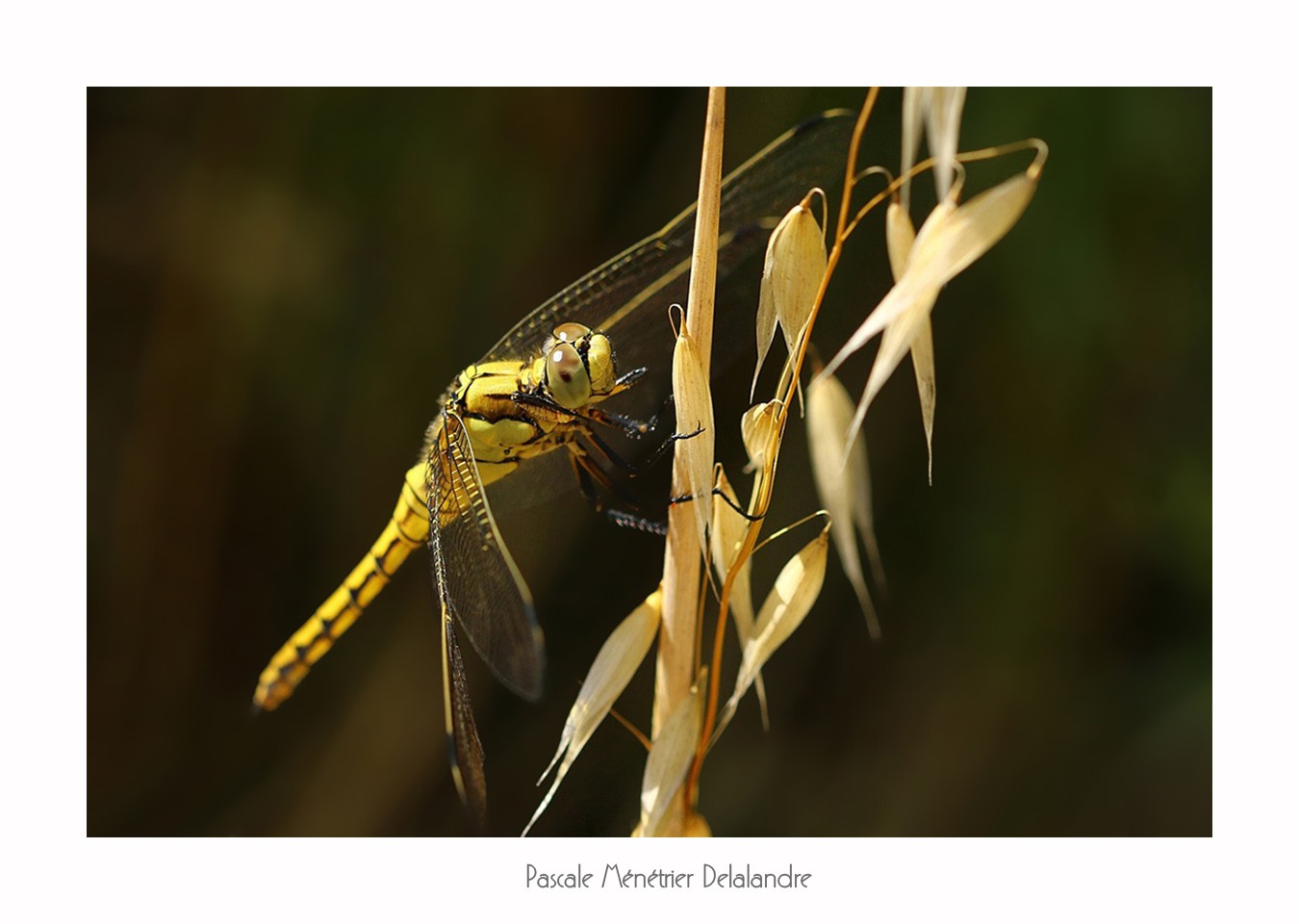Orthétrum réticulé ♀ (Orthetrum cancellatum)