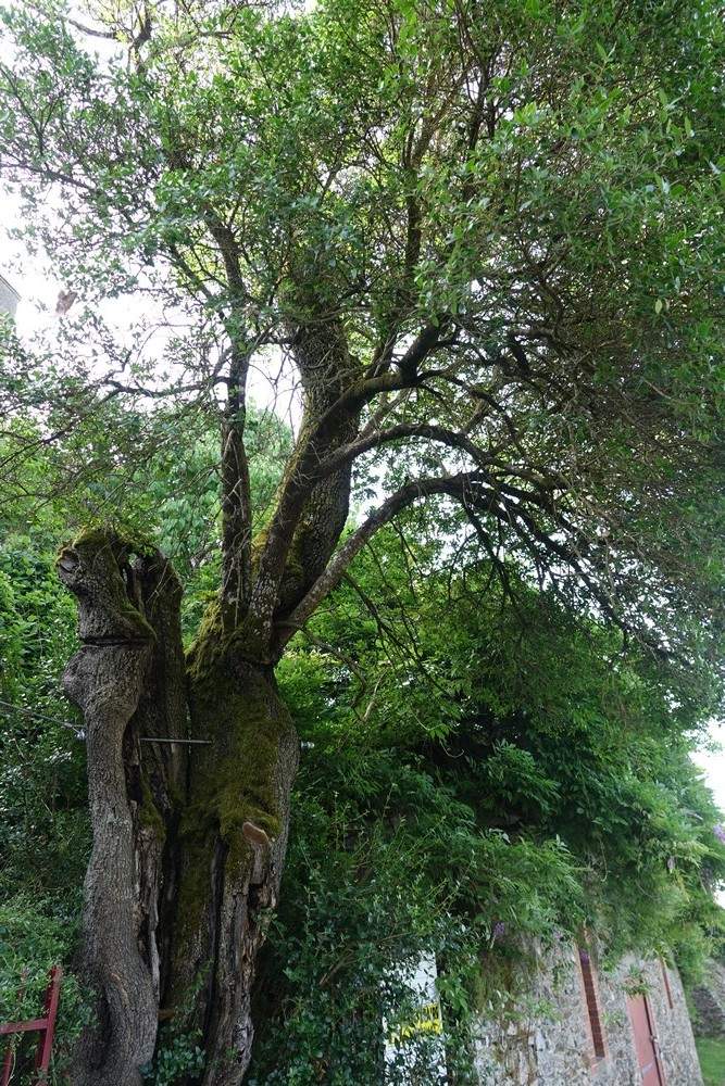 La presqu'île d'Ambialet, sur le Tarn...