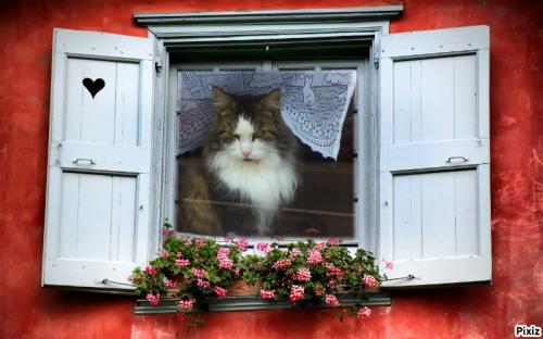 Des chats aux fenêtres