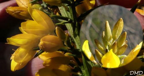 Ulex parviflorus  -  ajonc de Provence
