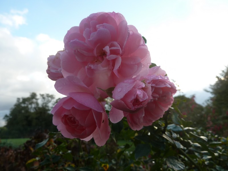 Rose de Novembre ...