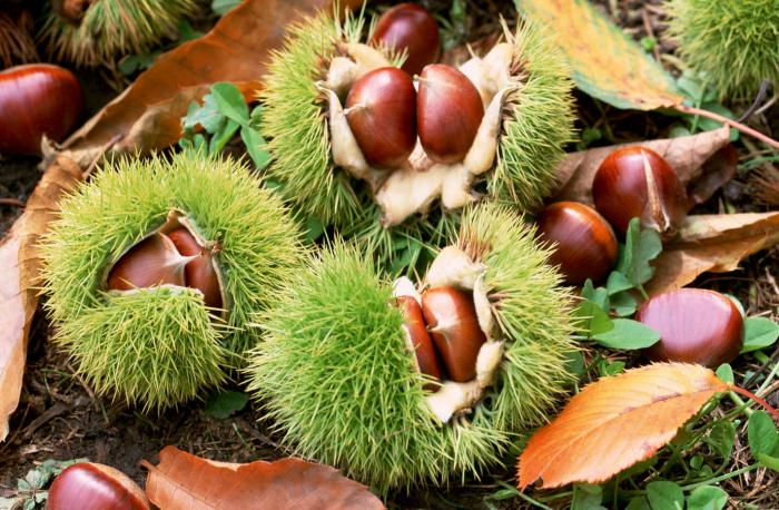 Fruits du mois d'Octobre