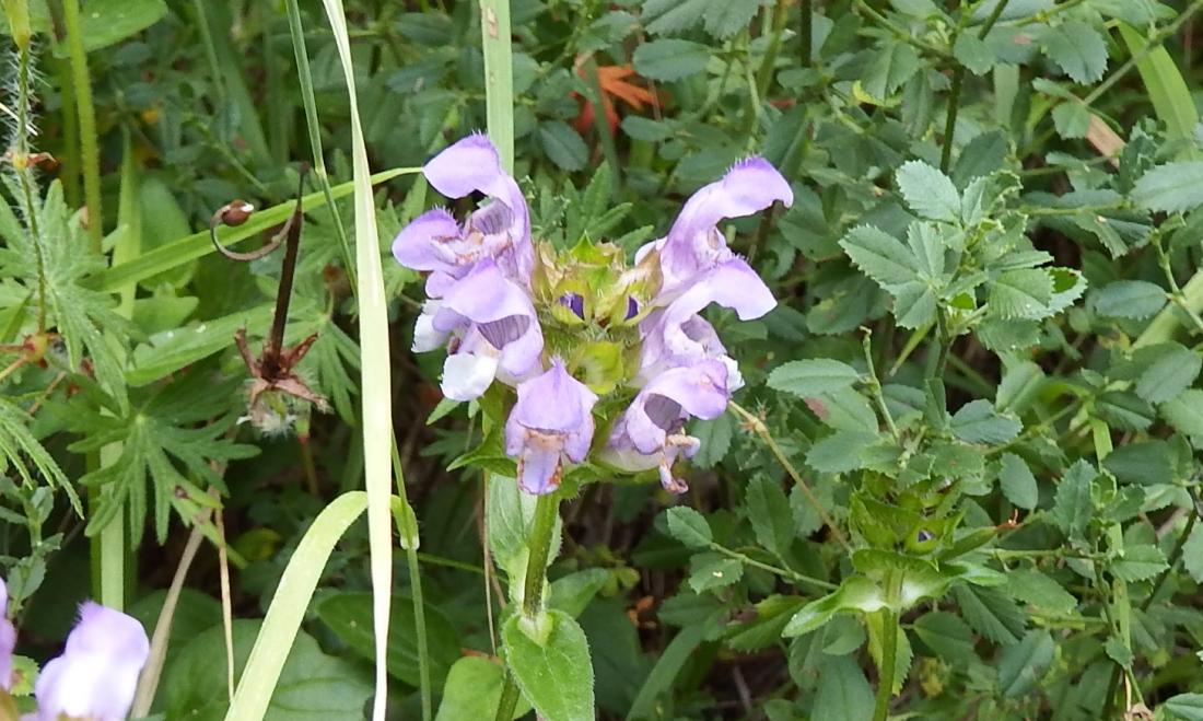 une jolie fleur !