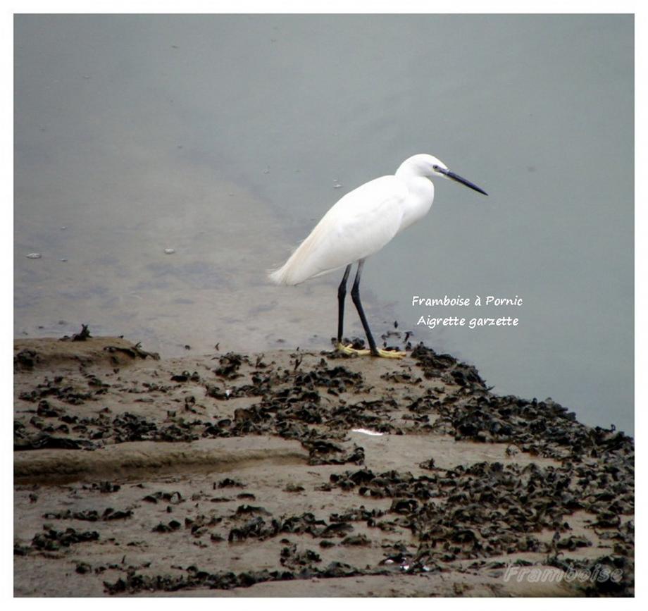 Aigrette garzette