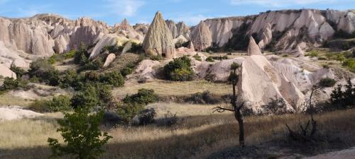 Retournons voir si la Rose...