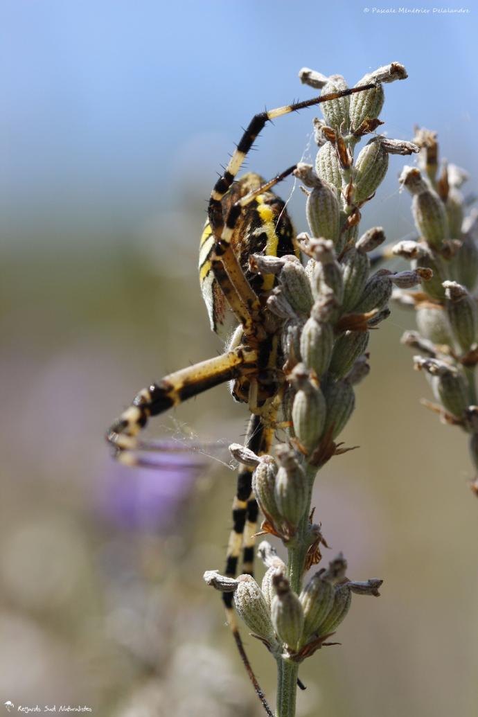 Epeire fasciée (Argiope bruennichi)