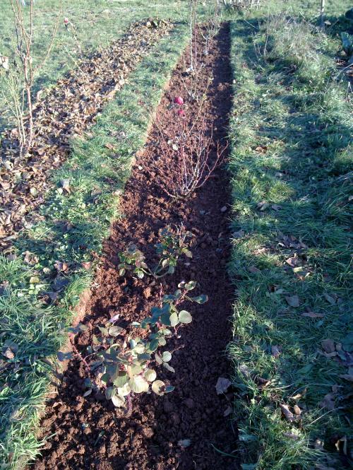 Mes rosiers en hiver...