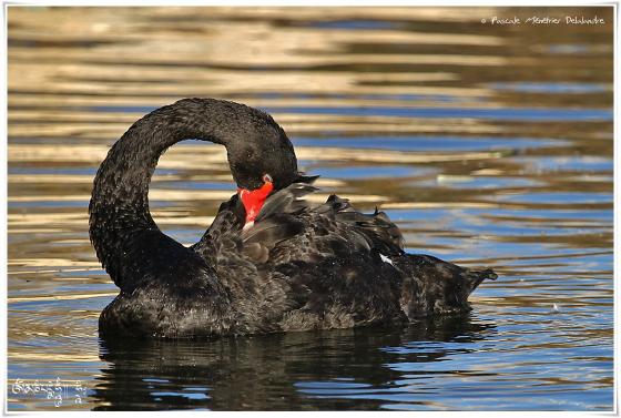 Cygne noir