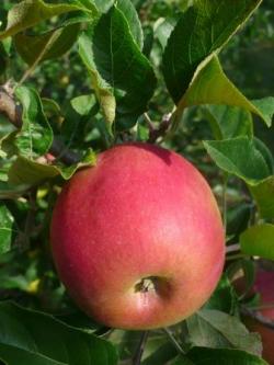 Reine de l'automne "la pomme" ...