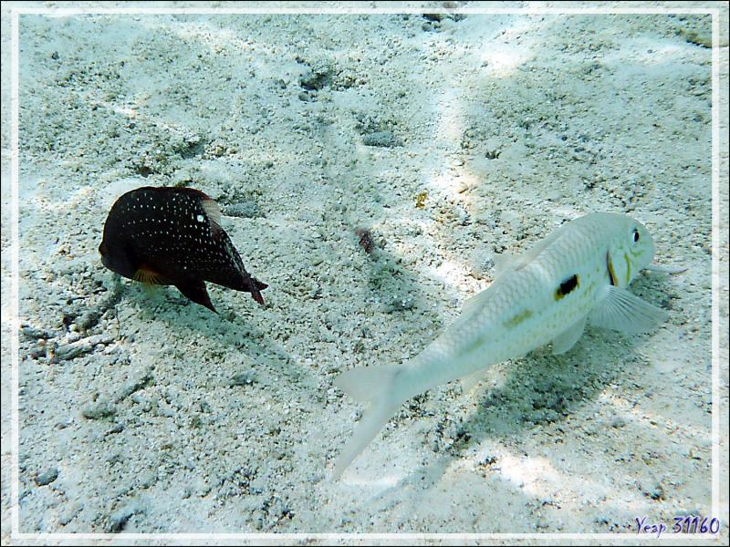 Rouget ou Capuciva à bande jaune ou Surmulet oriflamme, Yellowstripe goatfish (Mulloidichthys flavolineatus), Labre maori ou Vieille tachetée (Cheilinus chlorourus) - Motu Tautau - Taha'a - Polynésie