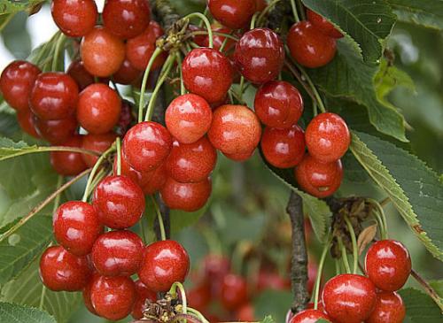 Arbre fruitier : Cerisier