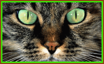 Les Yeux D'animaux ,