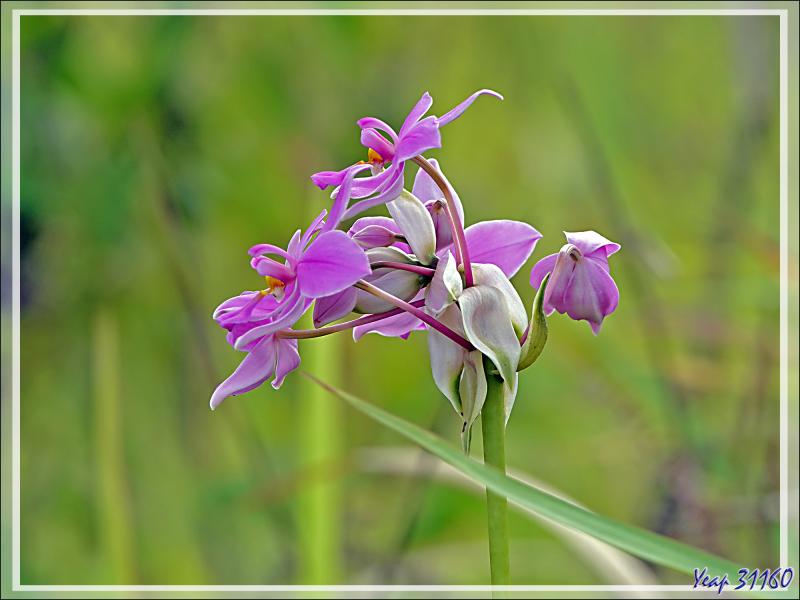 Débarquement à l'île Fergusson, puis, accompagnés par des guides locaux, direction de la source d'eau chaude de Deidei, avec ses fumées et ses geysers - Papouasie Nouvelle-Guinée