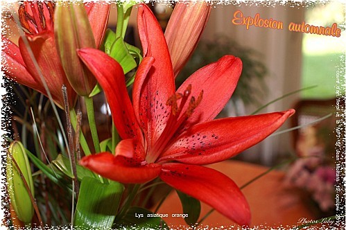 2010 19 10 explosion automnale (5)