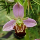 Index illustré orchidées