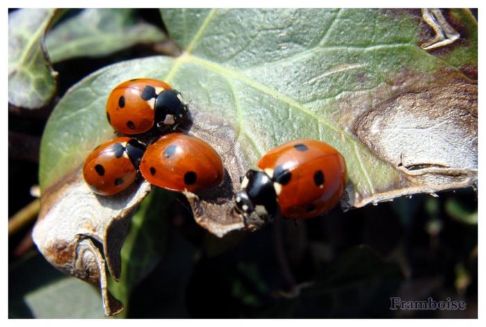 Les coccinelles  pointent leurs antennes 