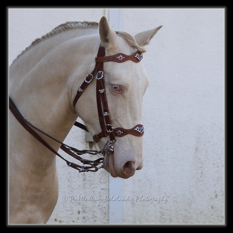 Appaloosa solid color...