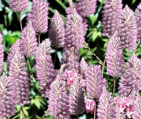 Fleurs cultivées : Ptilotus