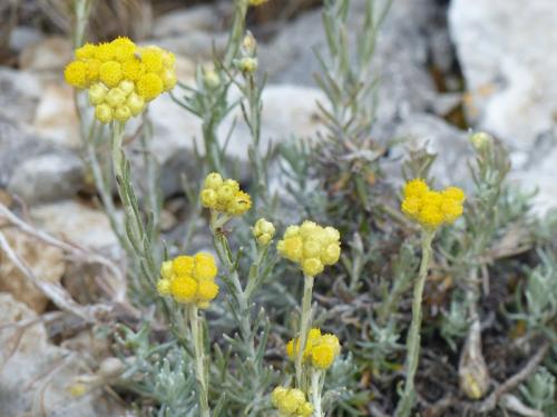 Fleurs de la Candolle