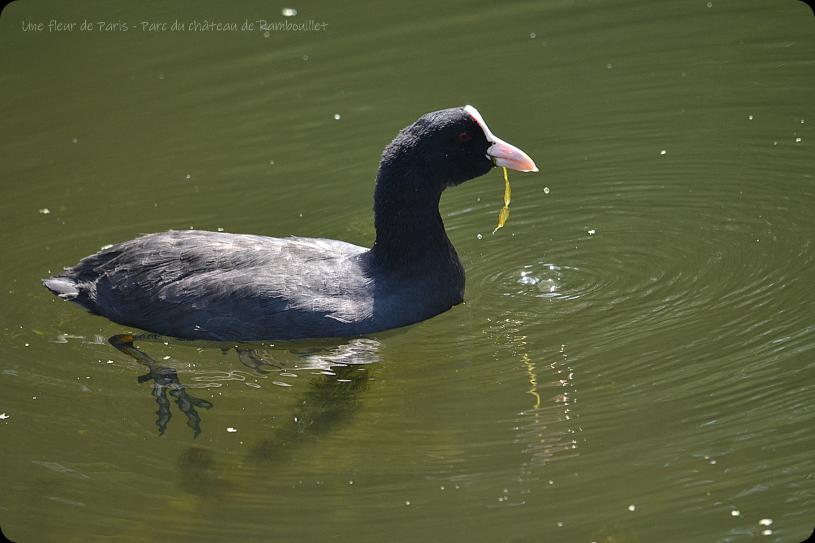 Rambouillet : Foulque macroule