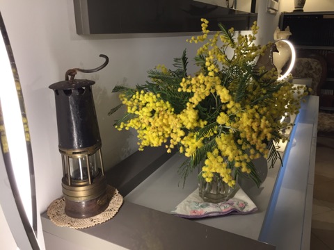 La récolte de mimosa !
