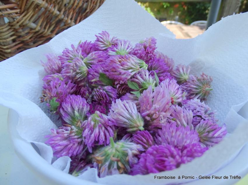 Gelée Fleurs de trèfle
