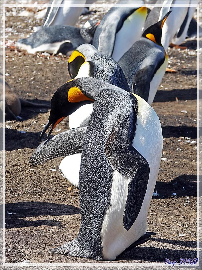 Manchot royal, King penguin (Aptenodytes patagonicus) - The Neck (Le Cou) - Saunders Island - Falkland (Malvinas, Malouines) - Grande-Bretagne