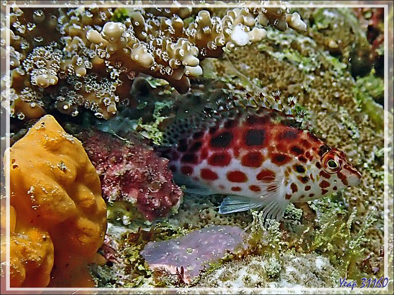 Épervier à points rouges, Poisson faucon lutin, Spotted golden or Coral or Pixy hawkfish (Cirrhitichthys oxycephalus)Betalinjona (2ème Frère) - Tsarabanjina - Mitsio - Madagascar