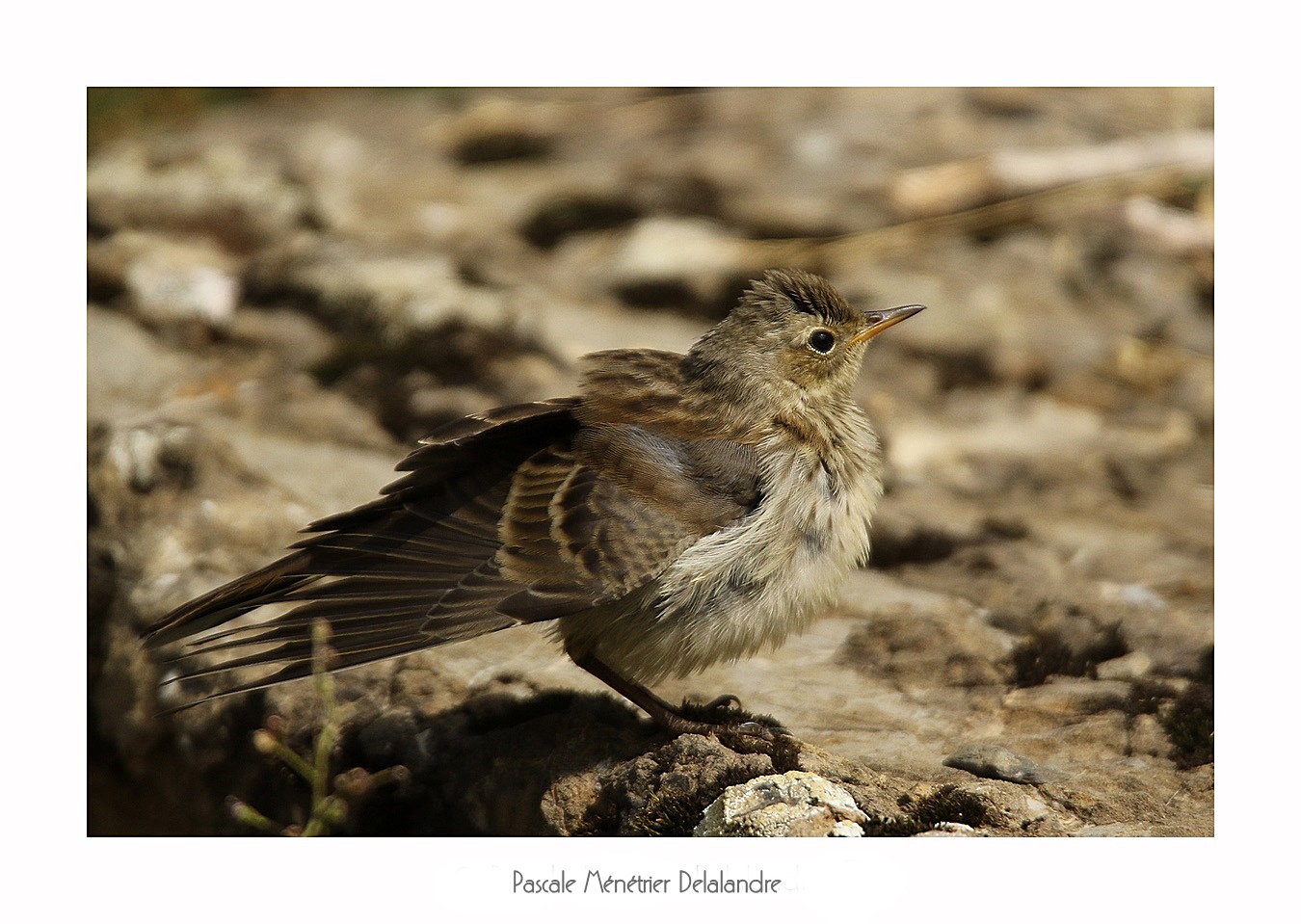 Pipit maritime