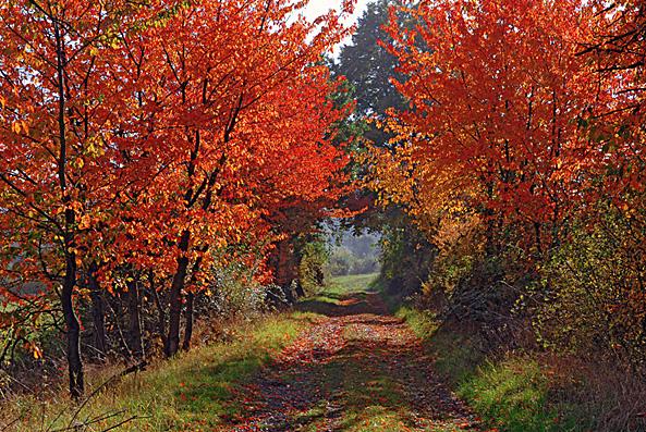 SOUS BOIS AUX BELLES COULEURS D'AUTOMNE - *les douceurs de Nanou*
