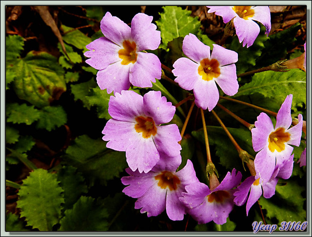 Blog de images-du-pays-des-ours : Images du Pays des Ours (et d'ailleurs ...), Primevère à gorge orange,Orange Throated Primrose (Primula bracteosa) - Col de Dochula - Bhoutan