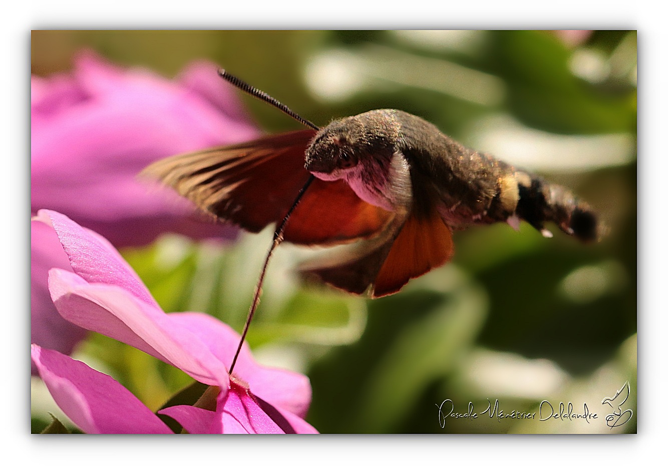 Moro-sphinx (Macroglossum stellatarum)