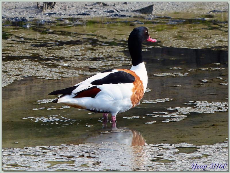 Tadorne de Belon (Tadorna tadorna) - La Couarde-sur-Mer - Île de Ré - 17