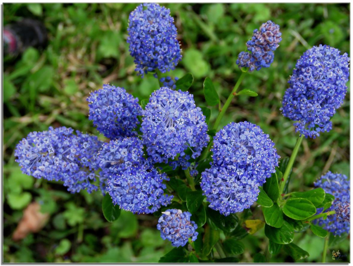 ENTRE  DEUX  AVERSES  AU  JARDIN 