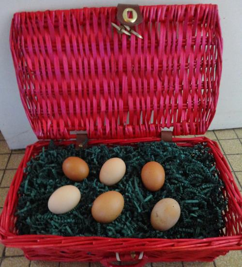 de nouvelles pensionnaires : cot cot cot.......