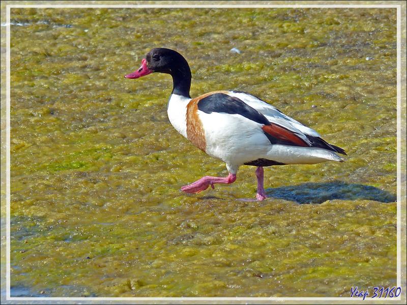 Canard Tadorne de Belon mâle, Common Shelduck (Tadorna tadorna) - La Couarde-sur-Mer - Ile de Ré - 17