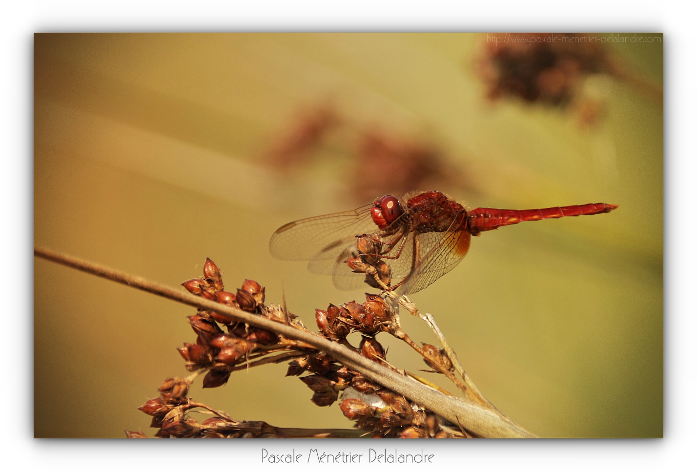 Crocothémis écarlate ♂