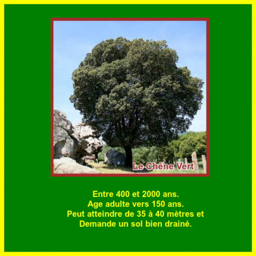 Nos Arbres.