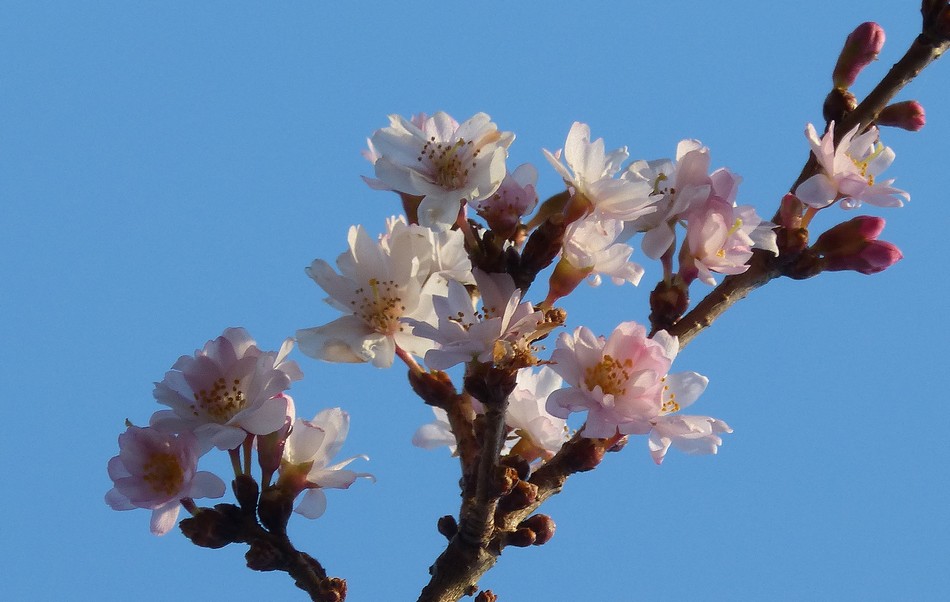 Un dimanche sous le soleil ...